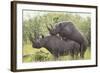 Black Rhinoceros Mating-DLILLC-Framed Photographic Print