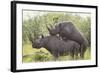 Black Rhinoceros Mating-DLILLC-Framed Photographic Print