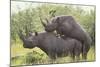 Black Rhinoceros Mating-DLILLC-Mounted Photographic Print