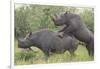 Black Rhinoceros Mating-DLILLC-Framed Photographic Print