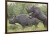 Black Rhinoceros Mating-DLILLC-Framed Photographic Print