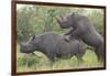 Black Rhinoceros Mating-DLILLC-Framed Photographic Print