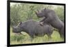 Black Rhinoceros Mating-DLILLC-Framed Photographic Print