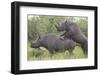 Black Rhinoceros Mating-DLILLC-Framed Photographic Print