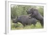 Black Rhinoceros Mating-DLILLC-Framed Photographic Print