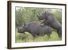 Black Rhinoceros Mating-DLILLC-Framed Photographic Print