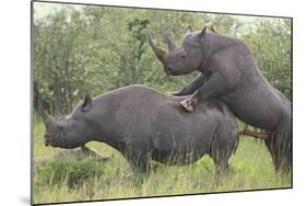 Black Rhinoceros Mating-DLILLC-Mounted Photographic Print