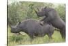 Black Rhinoceros Mating-DLILLC-Stretched Canvas