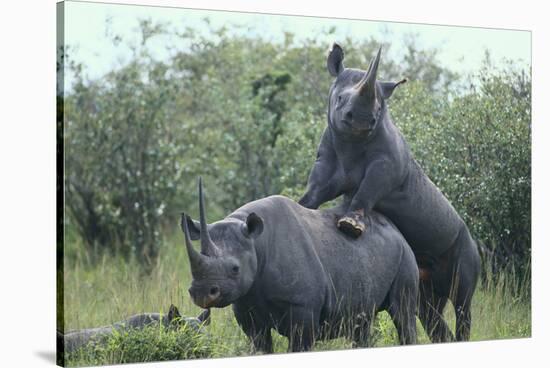 Black Rhinoceros Mating-DLILLC-Stretched Canvas