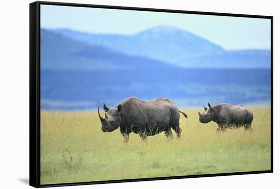 Black Rhinoceros on the Savanna-DLILLC-Framed Stretched Canvas