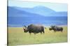 Black Rhinoceros on the Savanna-DLILLC-Stretched Canvas