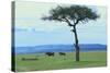 Black Rhinoceros on the Savanna-DLILLC-Stretched Canvas