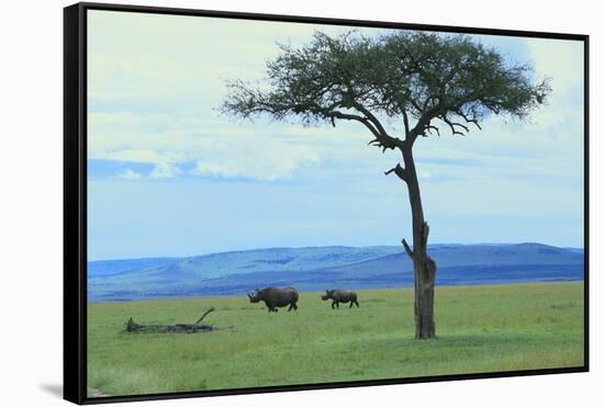 Black Rhinoceros on the Savanna-DLILLC-Framed Stretched Canvas