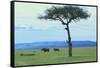 Black Rhinoceros on the Savanna-DLILLC-Framed Stretched Canvas