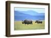 Black Rhinoceros on the Savanna-DLILLC-Framed Photographic Print