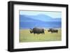 Black Rhinoceros on the Savanna-DLILLC-Framed Photographic Print