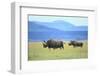 Black Rhinoceros on the Savanna-DLILLC-Framed Photographic Print