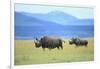 Black Rhinoceros on the Savanna-DLILLC-Framed Photographic Print