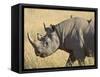 Black Rhinoceros or Hook-Lipped Rhinoceros with Yellow-Billed Oxpecker, Kenya, Africa-James Hager-Framed Stretched Canvas