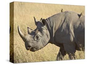 Black Rhinoceros or Hook-Lipped Rhinoceros with Yellow-Billed Oxpecker, Kenya, Africa-James Hager-Stretched Canvas