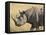 Black Rhinoceros or Hook-Lipped Rhinoceros with Yellow-Billed Oxpecker, Kenya, Africa-James Hager-Framed Stretched Canvas