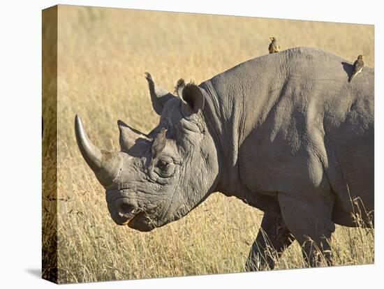 Black Rhinoceros or Hook-Lipped Rhinoceros with Yellow-Billed Oxpecker, Kenya, Africa-James Hager-Stretched Canvas