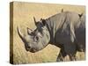 Black Rhinoceros or Hook-Lipped Rhinoceros with Yellow-Billed Oxpecker, Kenya, Africa-James Hager-Stretched Canvas