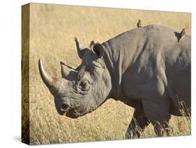 Black Rhinoceros or Hook-Lipped Rhinoceros with Yellow-Billed Oxpecker, Kenya, Africa-James Hager-Stretched Canvas