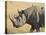 Black Rhinoceros or Hook-Lipped Rhinoceros with Yellow-Billed Oxpecker, Kenya, Africa-James Hager-Stretched Canvas