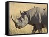 Black Rhinoceros or Hook-Lipped Rhinoceros with Yellow-Billed Oxpecker, Kenya, Africa-James Hager-Framed Stretched Canvas