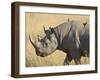 Black Rhinoceros or Hook-Lipped Rhinoceros with Yellow-Billed Oxpecker, Kenya, Africa-James Hager-Framed Photographic Print