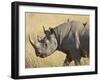 Black Rhinoceros or Hook-Lipped Rhinoceros with Yellow-Billed Oxpecker, Kenya, Africa-James Hager-Framed Photographic Print