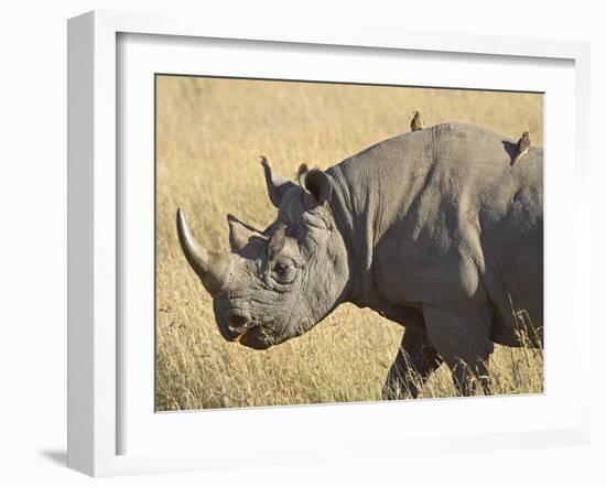 Black Rhinoceros or Hook-Lipped Rhinoceros with Yellow-Billed Oxpecker, Kenya, Africa-James Hager-Framed Photographic Print