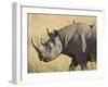 Black Rhinoceros or Hook-Lipped Rhinoceros with Yellow-Billed Oxpecker, Kenya, Africa-James Hager-Framed Photographic Print