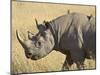 Black Rhinoceros or Hook-Lipped Rhinoceros with Yellow-Billed Oxpecker, Kenya, Africa-James Hager-Mounted Photographic Print