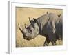 Black Rhinoceros or Hook-Lipped Rhinoceros with Yellow-Billed Oxpecker, Kenya, Africa-James Hager-Framed Photographic Print