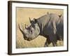 Black Rhinoceros or Hook-Lipped Rhinoceros with Yellow-Billed Oxpecker, Kenya, Africa-James Hager-Framed Photographic Print