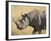 Black Rhinoceros or Hook-Lipped Rhinoceros with Yellow-Billed Oxpecker, Kenya, Africa-James Hager-Framed Photographic Print