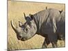 Black Rhinoceros or Hook-Lipped Rhinoceros with Yellow-Billed Oxpecker, Kenya, Africa-James Hager-Mounted Photographic Print