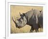 Black Rhinoceros or Hook-Lipped Rhinoceros with Yellow-Billed Oxpecker, Kenya, Africa-James Hager-Framed Photographic Print