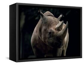 Black Rhinoceros (Rhino), an Endangered Species, Africa-James Gritz-Framed Stretched Canvas
