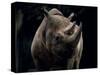 Black Rhinoceros (Rhino), an Endangered Species, Africa-James Gritz-Stretched Canvas