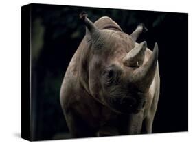 Black Rhinoceros (Rhino), an Endangered Species, Africa-James Gritz-Stretched Canvas