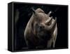 Black Rhinoceros (Rhino), an Endangered Species, Africa-James Gritz-Framed Stretched Canvas