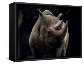 Black Rhinoceros (Rhino), an Endangered Species, Africa-James Gritz-Framed Stretched Canvas