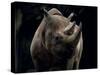Black Rhinoceros (Rhino), an Endangered Species, Africa-James Gritz-Stretched Canvas