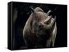 Black Rhinoceros (Rhino), an Endangered Species, Africa-James Gritz-Framed Stretched Canvas