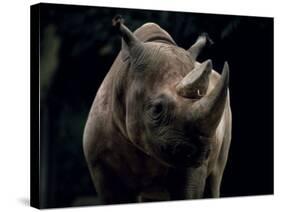 Black Rhinoceros (Rhino), an Endangered Species, Africa-James Gritz-Stretched Canvas