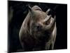 Black Rhinoceros (Rhino), an Endangered Species, Africa-James Gritz-Mounted Premium Photographic Print