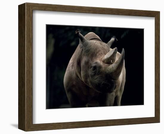 Black Rhinoceros (Rhino), an Endangered Species, Africa-James Gritz-Framed Photographic Print